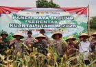 Bentuk Nyata Dukungan Polri, Polres Pamekasan Panen Raya Jagung Kuartal IV di Desa Jarin